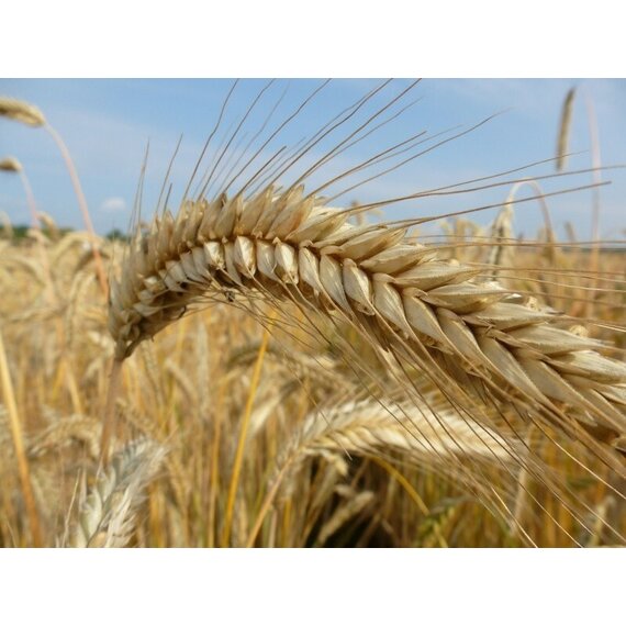 Рожь озимая Зу Форзетти