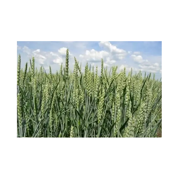 Пшеница озимая Липецкая звезда