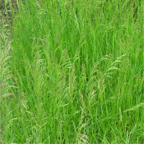 Овсяница луговая