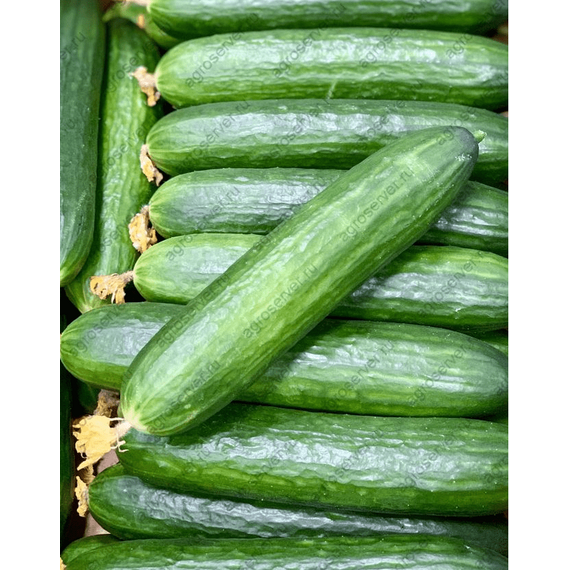 Огурцы свежие