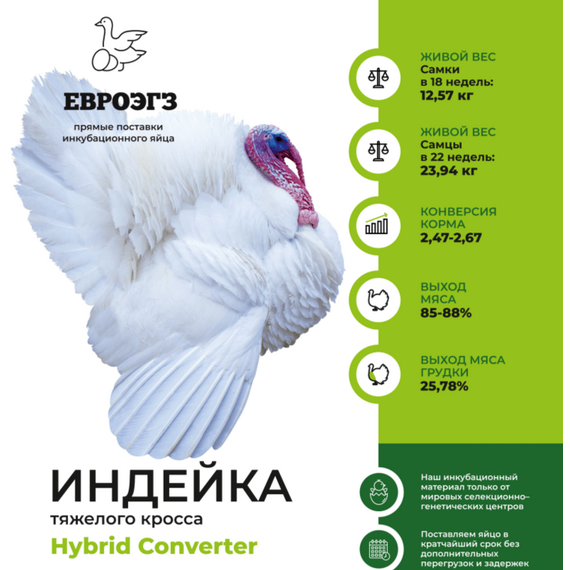 Инкубационно яйцо индейки HYBRID CONVERTER (Хайбрид Конвертер) тяжелый кросс