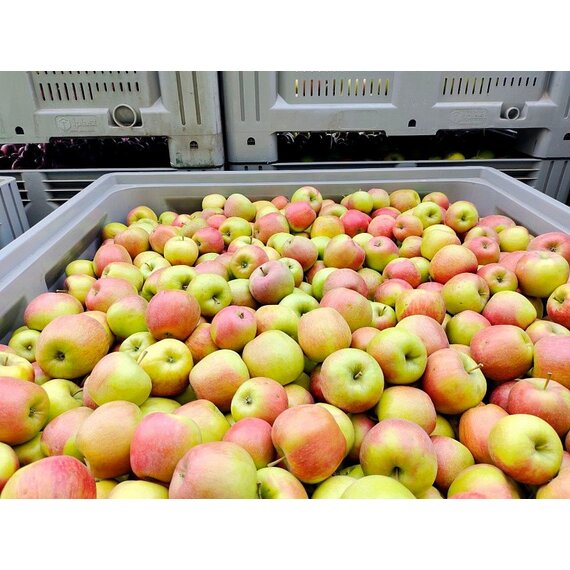 Саженцы двухлетние