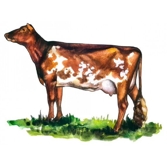 Племенные нетели голштино-фризской породы