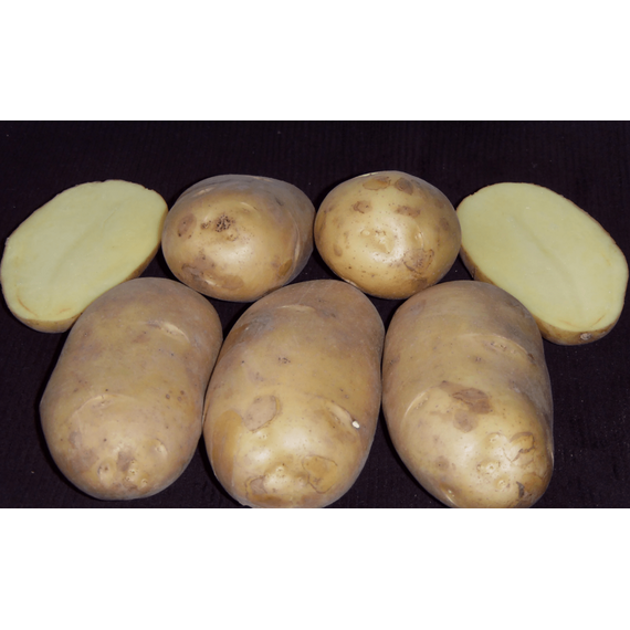 Семенной картофель сорт Чароит