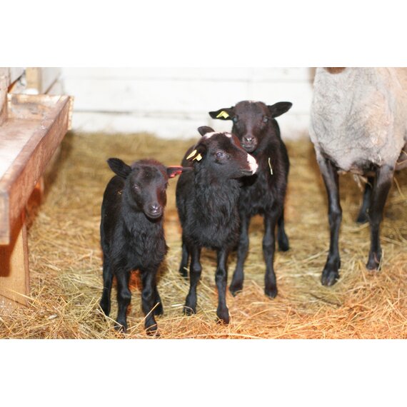 Молочные ягнята Романовской породы