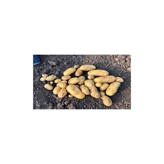 Картофель Сорт Гала