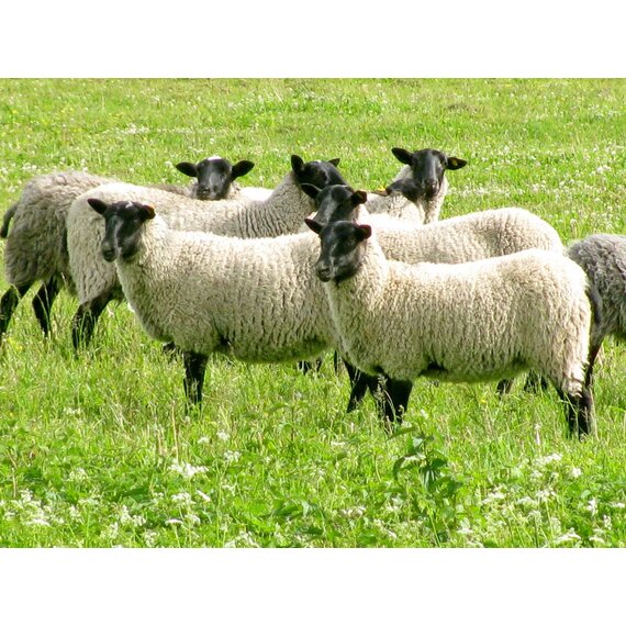 Молодые овцы Ярки