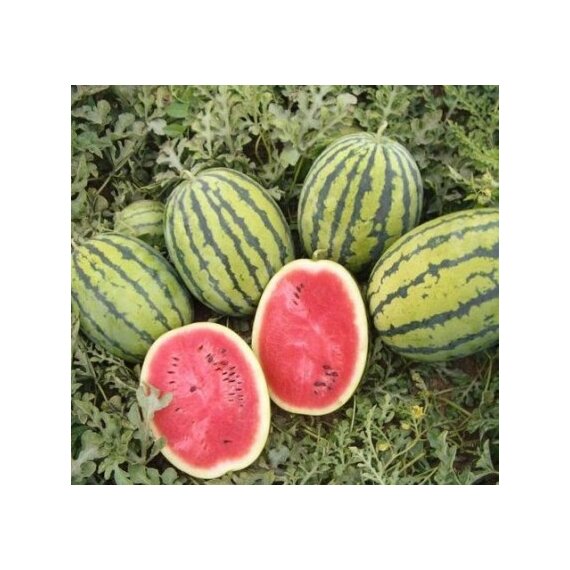 Арбуз Бедуин F1