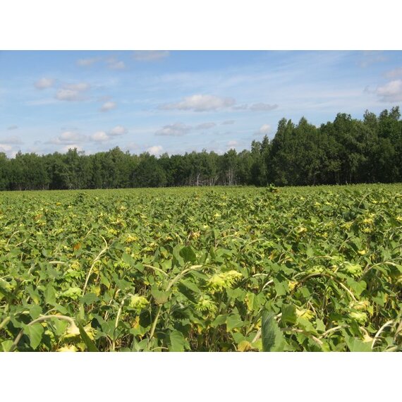 Семена подсолнечника сорт Саратовский 82