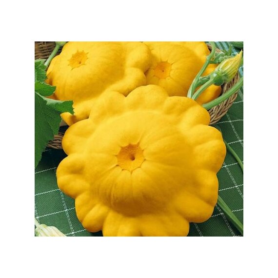 Патиссон Санни Делайн F1