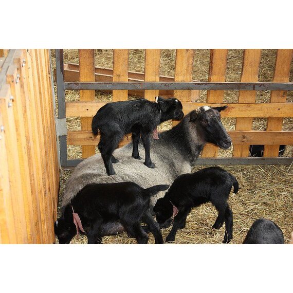 Ягнята на доращивание