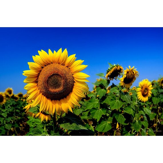 Подсолнечник