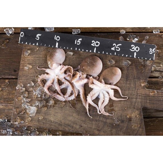 Осьминог бэби