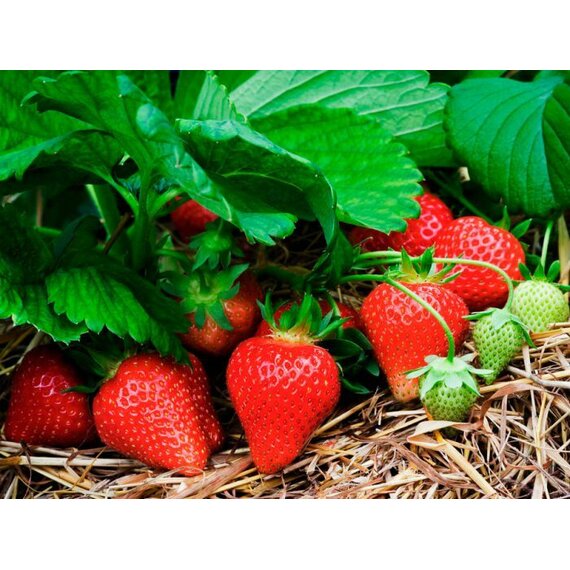 Земляника садовая