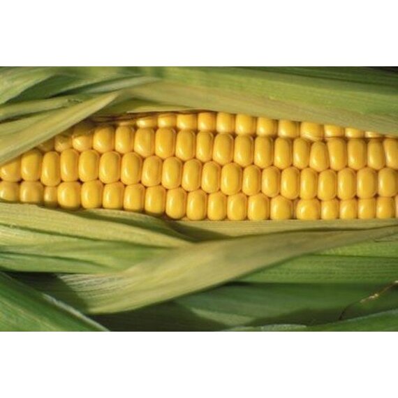 Кукуруза
