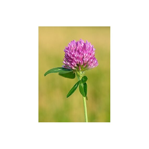 Клевер Луговой