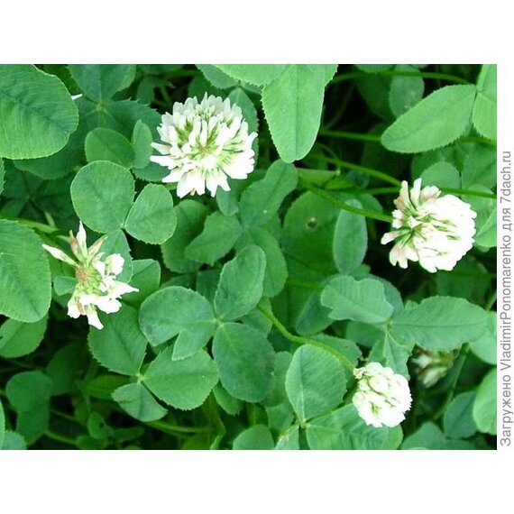 Клевер ползучий белый