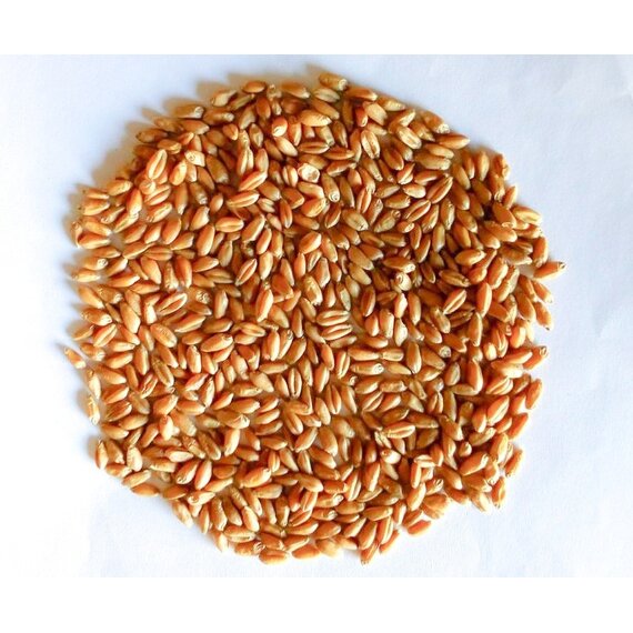 Семена озимой мягкой пшеницы Светоч