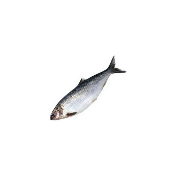 Сельдь 200-300 атл