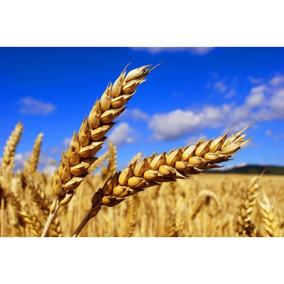 Пшеница