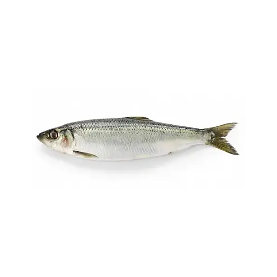 Корюшка аргентин. с/м н/р