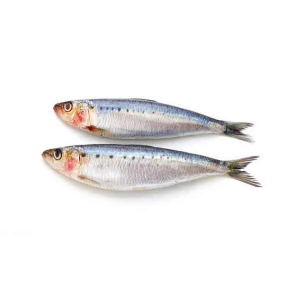 Сардина Иваси 60+