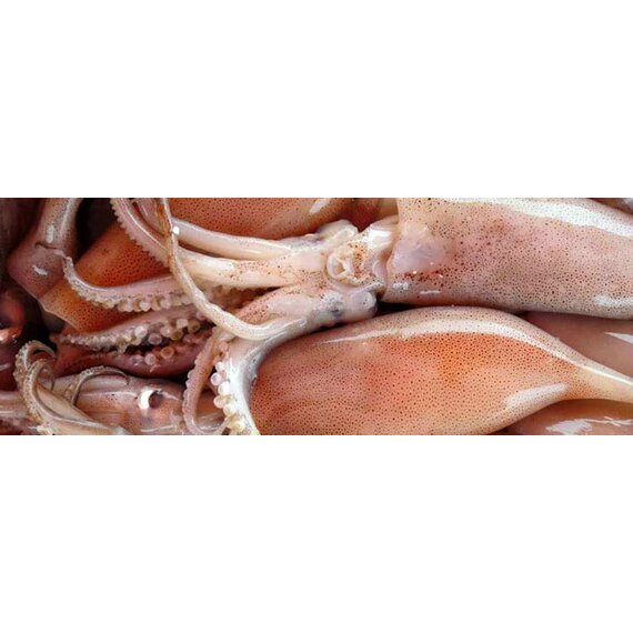 Кальмар неразделанный