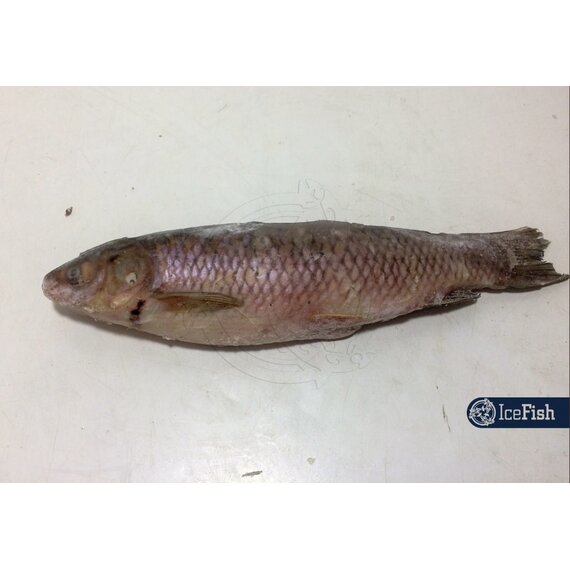 Белый амур с/м (1/12)