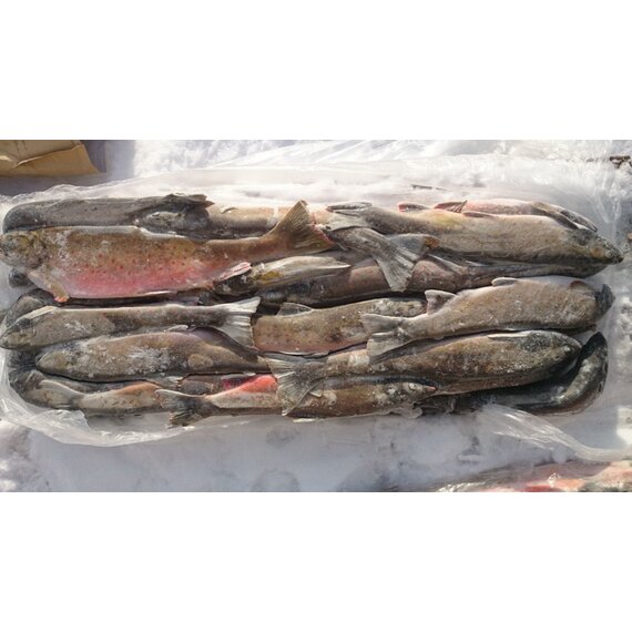 Голец 25-30 (1/22)