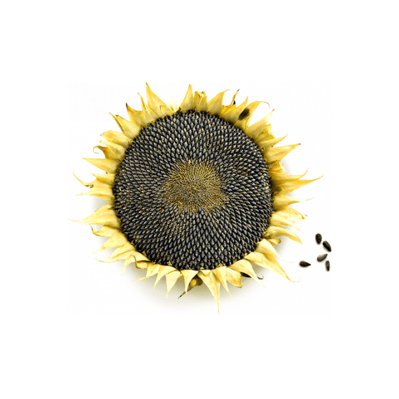 Гибрид подсолнечника Клор