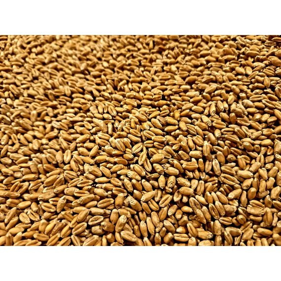 Семена Яровой Пшеницы Дарья ЭС