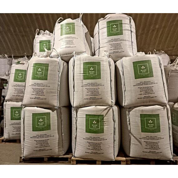 Семена Яровой Пшеницы Дарья ЭС