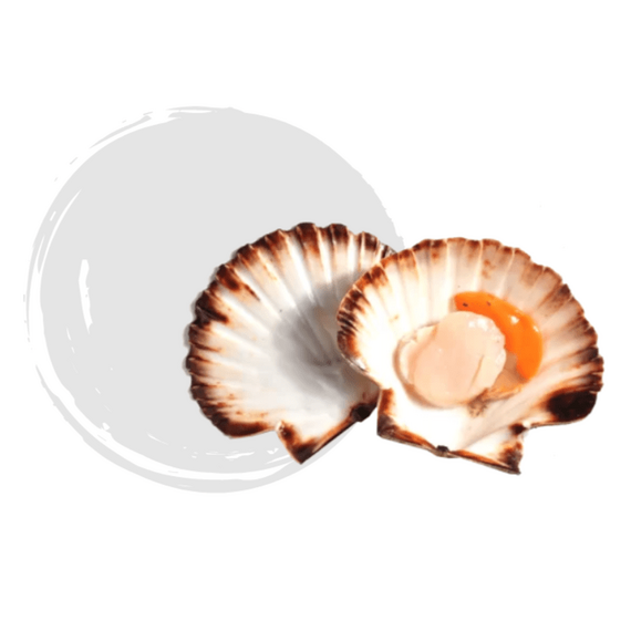 Морской гребешок