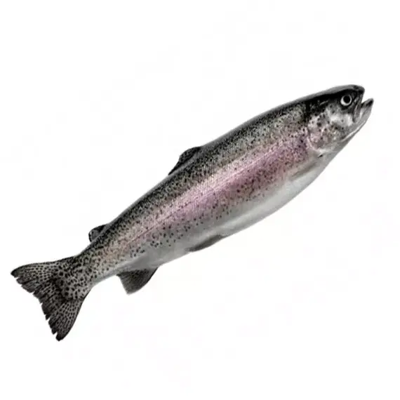 Форель потр.с/г 2-3 ORD охлажденная