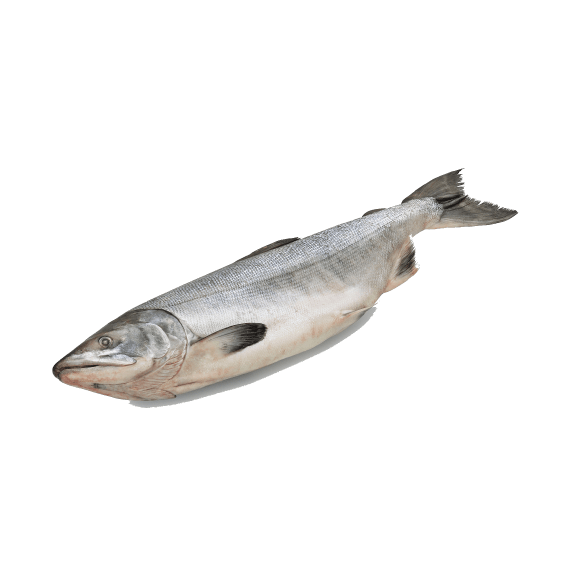 Горбуша см псг