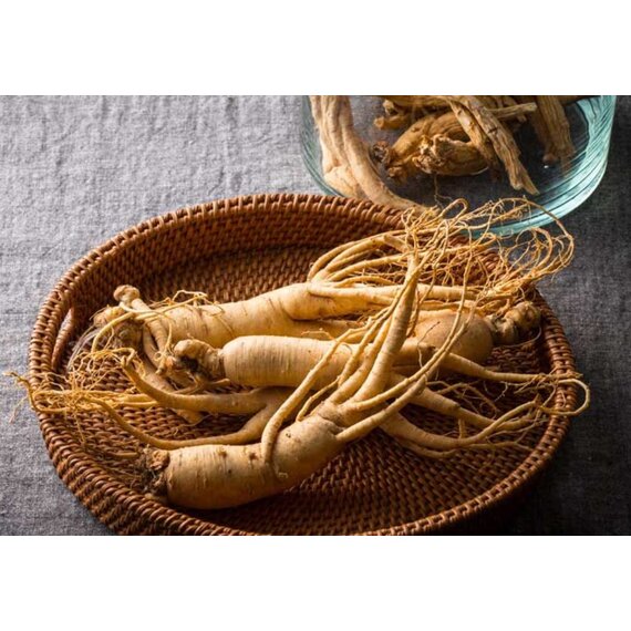 Женьшень корень