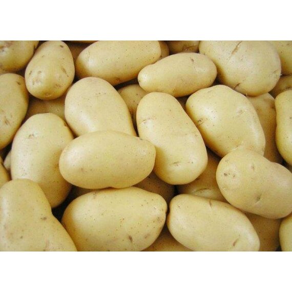 Картофель для переработки в чипсы сорта “Леди Клер”