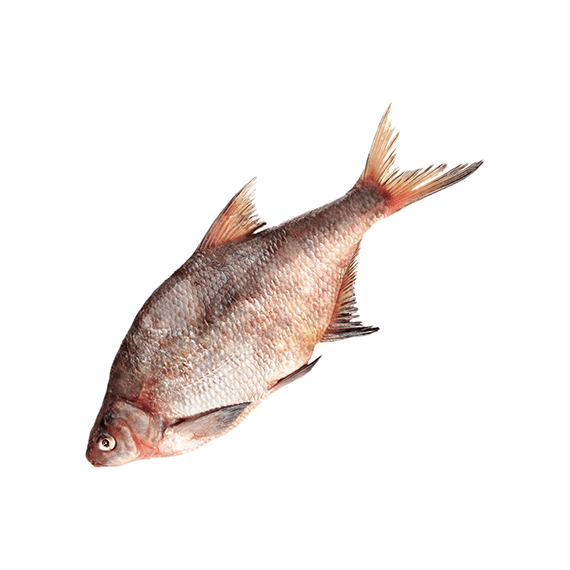 Лещ Балтийский