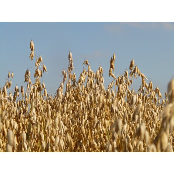 Овёс яровой Талисман