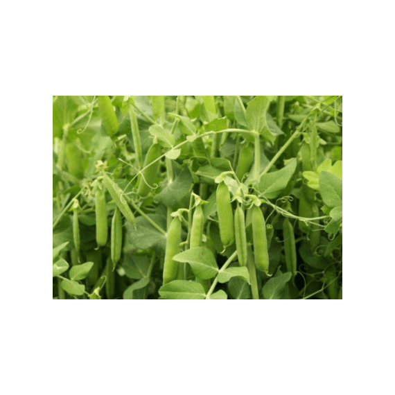 Горох "ФОКОР" ЭС