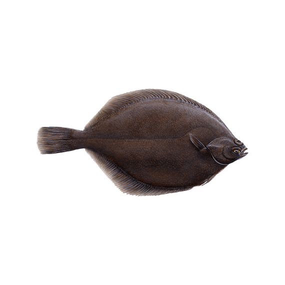 Камбала палтусовидная н/р (неразделанная) блочной заморозки