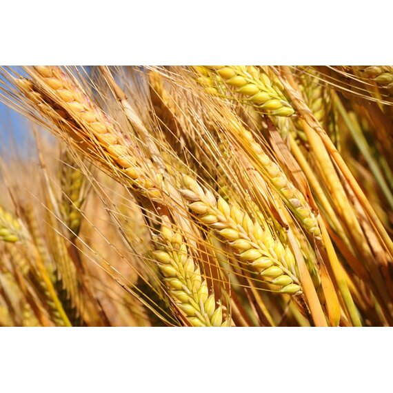 Ячмень яровой Ача