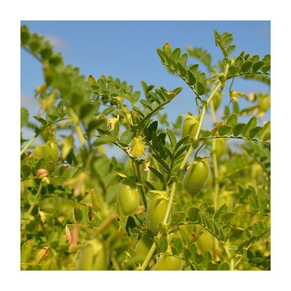 Нут Волжанин 50