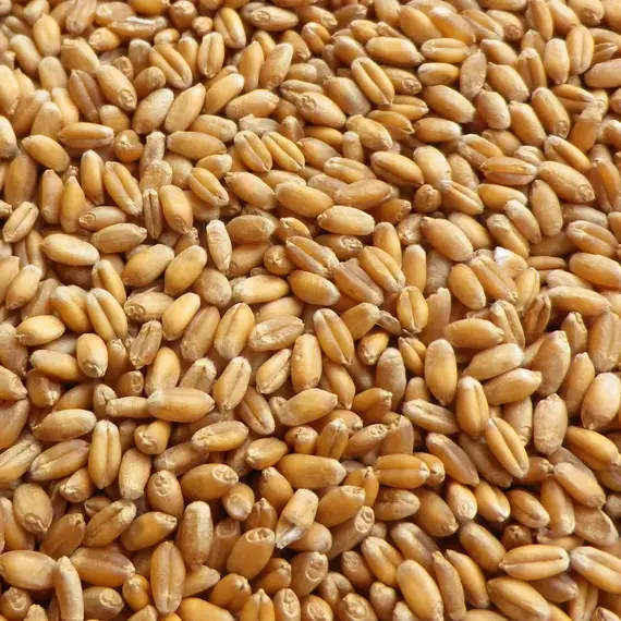 Зерно пшеницы