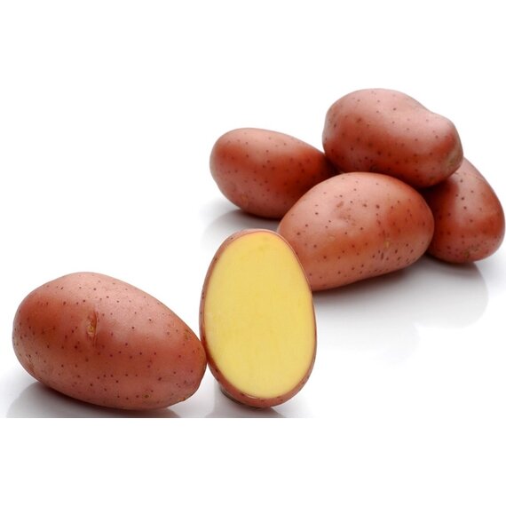 Семенной картофель Ред Леди