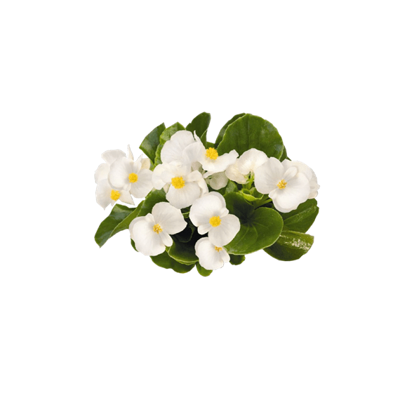 Цветок съедобная бегония вечноцветущая