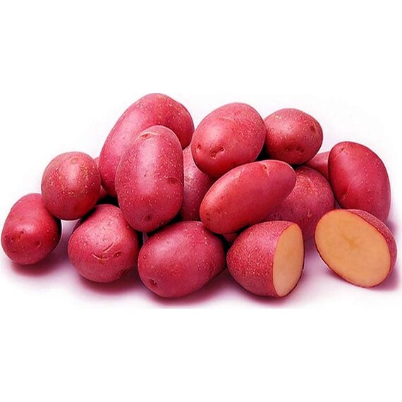 Картофель Ред Скарлетт РС1