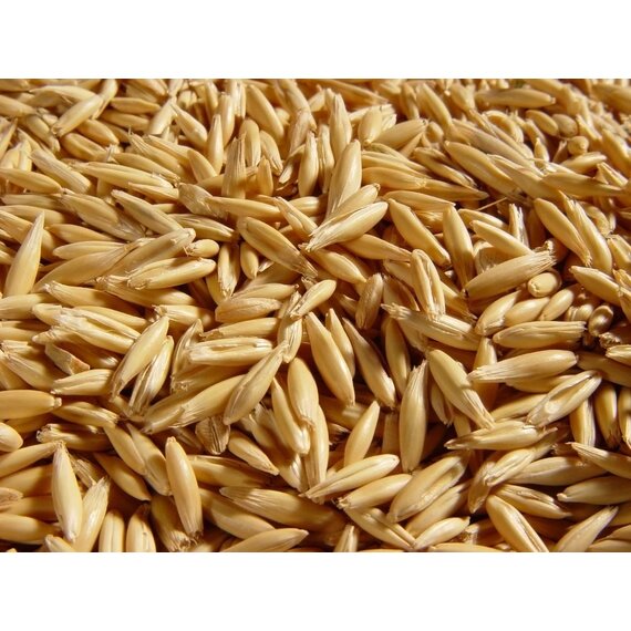 Овес продовольственный