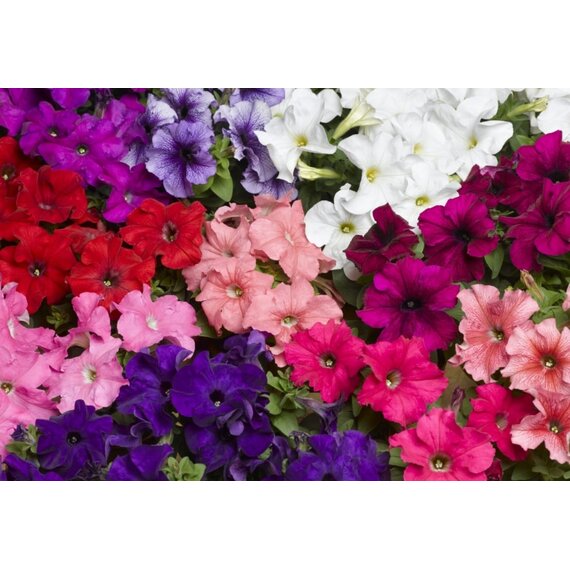 Петуния гибридная