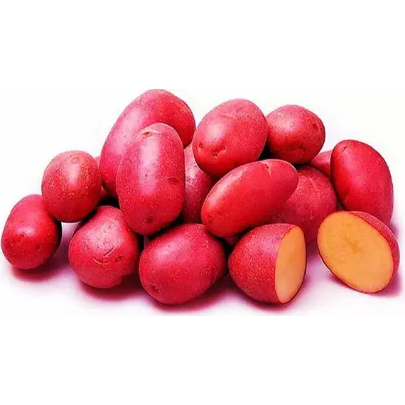 Семенной картофель «Ред скарлетт (элита)»